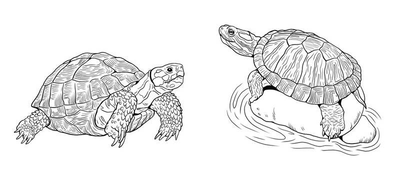 Land turtle and water turtle. Reptiles in nature. Digital drawing.	