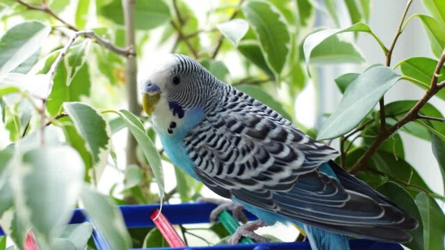 Blue budgerigar on a green tree. Parrot in nature