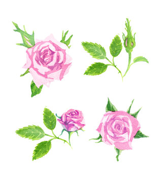 Set of delicate pink watercolor roses. Scenic bouquet.