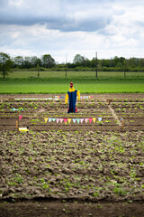 In a freshly sown vegetable patch, a yellow and blue scarecrow with a red helmet and fluttering...