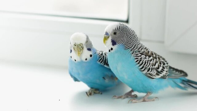 Two beautiful budgerigars. Love between parrots. Bright birds. Pets