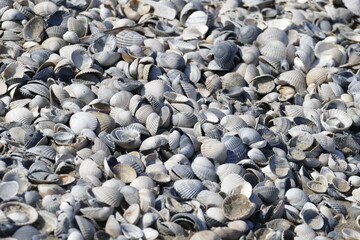 Anhäufung von vielen Herzmuscheln am Strand.