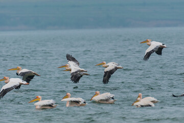 Pelecanus onocrotalus - Pelican comun - Great white pelican
