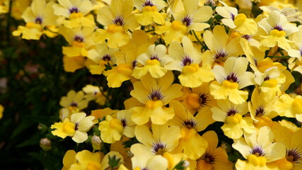 商用で使える花の写真