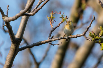 Phylloscopus sibilatrix - Pitulice sfârâitoare - Wood warbler