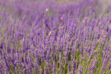 Fototapeta premium lavender