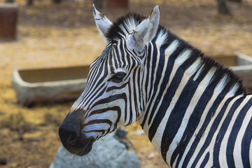 Naklejka premium Zebra in the natural zoo.