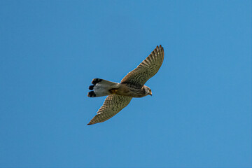 Falco tinnunculus - Vanturel rosu - Common kestrel