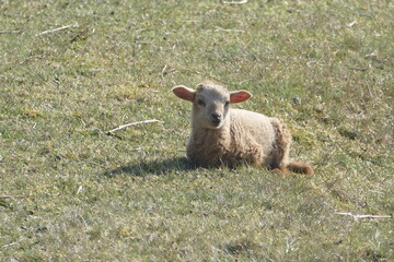 Lamm von Texelschaf liegt auf der Weide