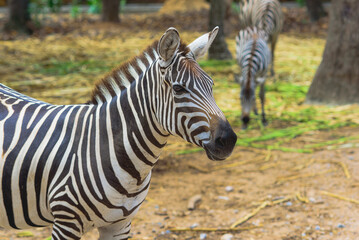 Fototapeta na wymiar Zebra in the natural zoo.