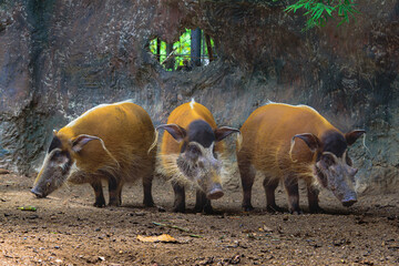 Red river hogs will live show in the forest zoo. © Jiffy Photography