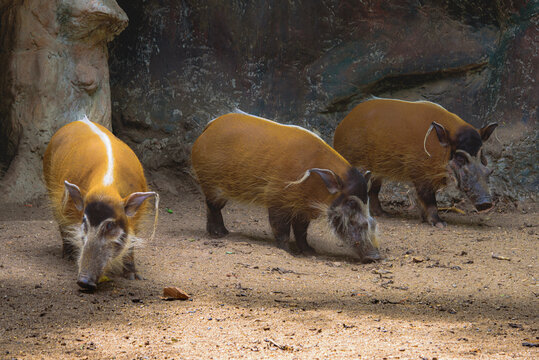 Red river hogs will live show in the forest zoo.
