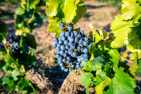 Grapes at the vineyard or grapery grow up tastefully at harvest season to make wine. Beautiful nature picture took on Camino de Santiago with 3x2 ratio and 6000 by 4000 pixels.