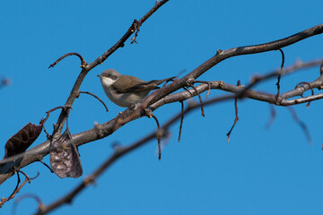Sylvia curruca - Silvie mica - Lesser whitethroat