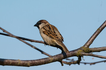 Passer domesticus - Vrabie de casa - House sparrow