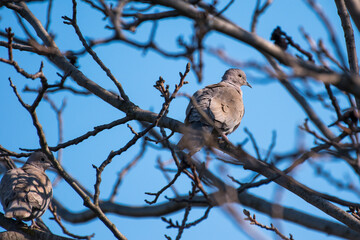 Streptopelia decaocto - Gugustuc - Eurasian collared dove