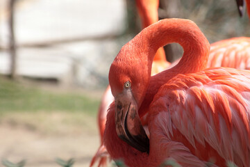 close up portrait of pink flamingo in the zoo. Image contains copy space