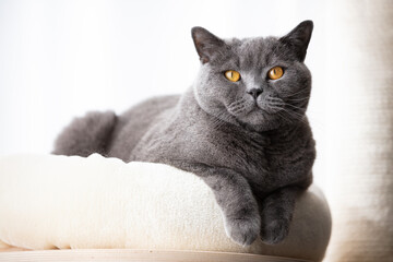 British cat lying cat tree scratching post