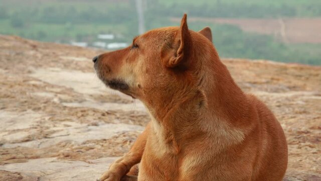 Lonely Dog lying on the rock, look up and sniffing the air beside the cliff during morning freshness. zoom in camera with slowly