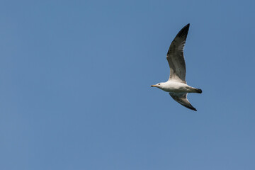 Fototapeta na wymiar Larus cachinnans - Pescarus pontic - Caspian gull