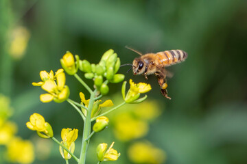 Image of bee or honeybee on flower collects nectar. Golden honeybee on flower pollen with space blur background for text. Insect. Animal.