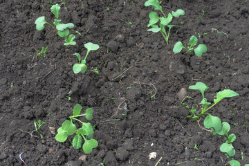 Young radish plants in the farmer's garden Gardening with your own hands. Eco-friendly products