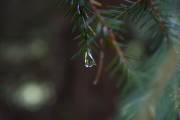 close-up photo of a water droplet hanging from a fir branch
