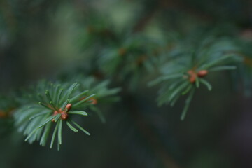 Naklejka na ściany i meble close-up photo of fir branches in a forest