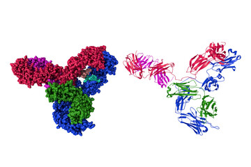 Crystal structure and space-filling molecular model of the intact human immunoglobulin isolated on white background. Rendering with differently colored protein chains. 3d illustration