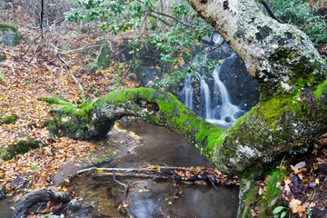 Arroyo de la Dehesa y musgo. España. Europa.