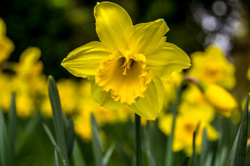 Obraz premium Summer flowers beautiful yellow daffodils