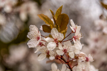 spring blossom in beatuful united kingdom