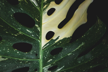 Fototapeta na wymiar Green leaves of Monstera plant growing in jungle, tropical jungle plant, abstract tropical green leaf texture on black background.