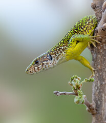 Portrait of a female  European green lizard (Lacerta viridis), isolated on light background