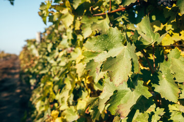 Close-up vine leaf at sunset in autumn.