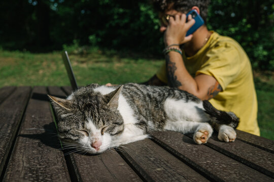 digital nomad working in nature with his cat
