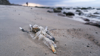 dead seagull on the seashore, close up, silhouette of a man on a blurry background