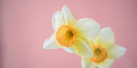 blooming daffodil under bright spring sun, close up blurry background