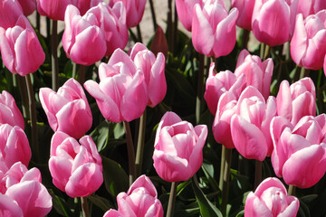 bright scarlet spring tulips texture