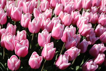 Obraz premium bright scarlet spring tulips texture