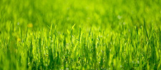 lawn with green lush grass in the park on a spring day, sunny