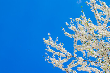 Spring white apple blossom against blue sky. Spring cherry blossoms on blue background for postcard or banner. Beautiful floral spring abstract background of nature