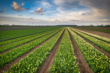 Fototapeta na wymiar A carpet of blooming tulips in the field of northern Poland