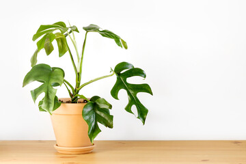 Monstera or Philodendron Minima in a white pot stands on a wooden table on a white background.