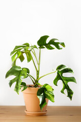 Monstera or Philodendron Minima in a white pot stands on a wooden table on a white background. © kseniaso