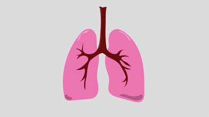 healthy lungs on white background, illustration vector.