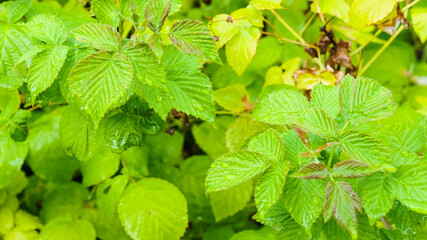 Wet leaves covered with water droplets.