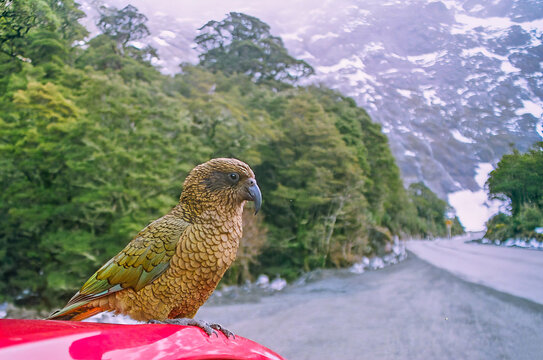 Kea Parrot in Fiordland, South Island, New Zealand