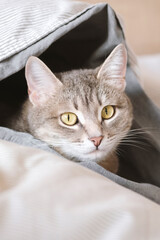 A domestic tabby gray cat lies on the bed, wrapped in a blanket.