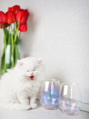 smiling white fluffy kitten sitting next to two glass empty glas